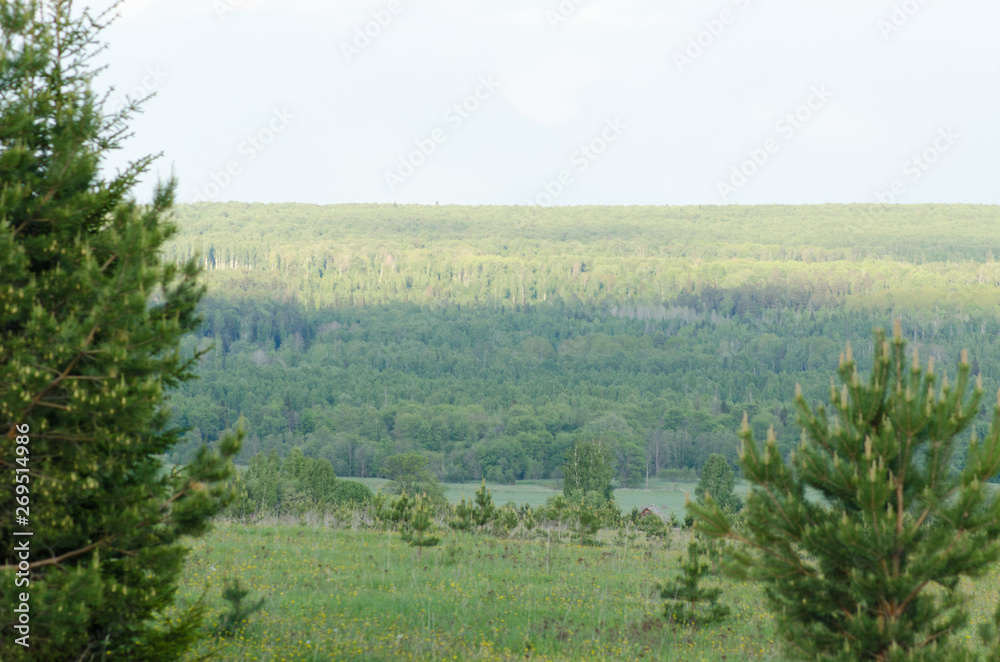 extensive forests, trees on the horizon