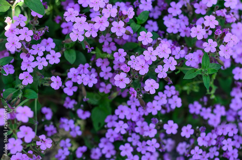 Top view of the saponaria flowers planted in the garden  many purple colour flower field background