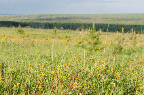 extensive forests, trees on the horizon and flowers © Никита Богачев