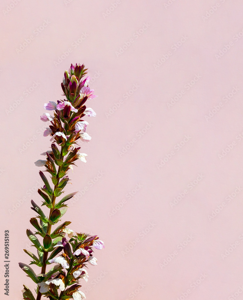 Beautiful white flower on the pink wall . background Beautiful white flower on the pink wall . background