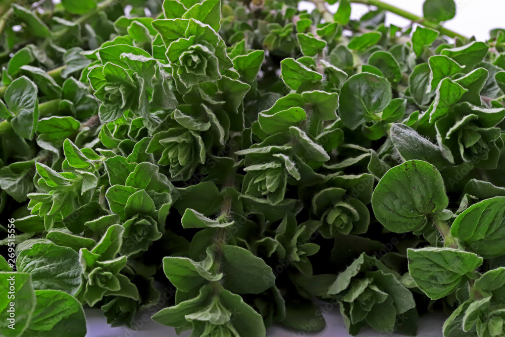 Fresh green thyme and oregano oil in bottles. Fresh green thyme and oregano oil in bottles.