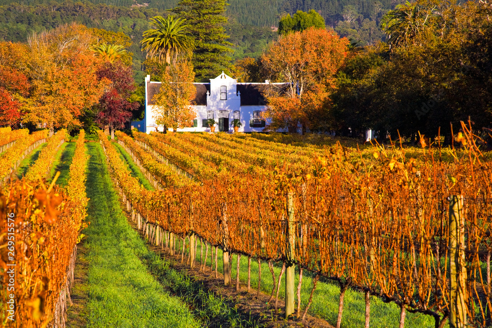 Obraz premium Wine tour, Constantia, Cape Town