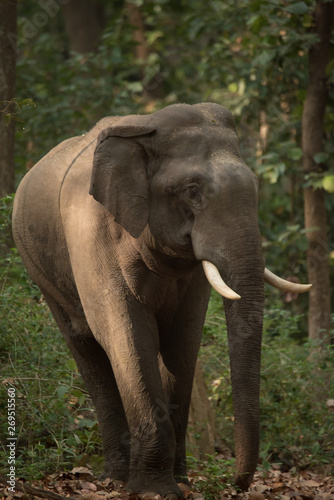 Portrait of Indian wild elephant (Jim corbett National park - Uttarakhand)