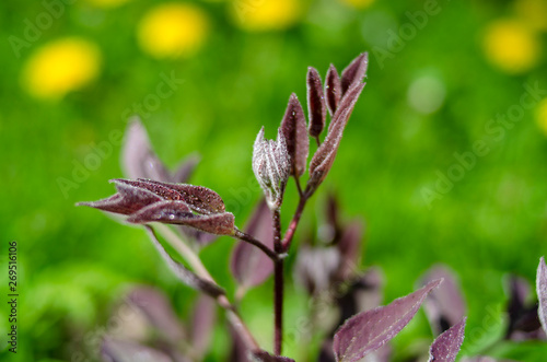 plant with Burgundy leaves gaining color © evgenfagot