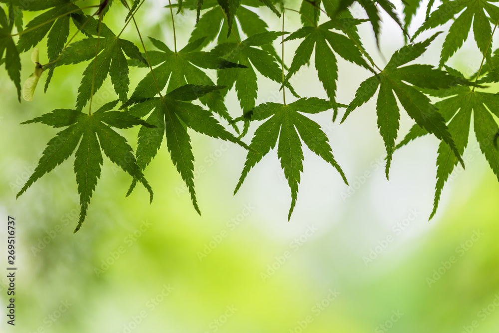 新緑のもみじ 背景素材 新緑のもみじ 背景素材