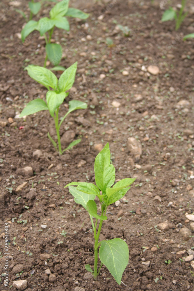 Pepper plant in the vegetable garden in springtime. Capsicum Annum Pepper plant in the vegetable garden in springtime. Capsicum Annum