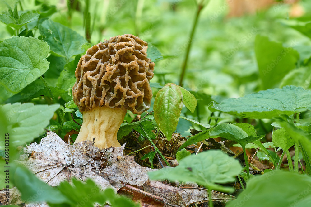 Morel mushroom and green grass in last year's leaves Morel mushroom and green grass in last year's leaves