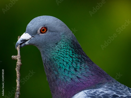 Rock pigeon portrait with a stick.