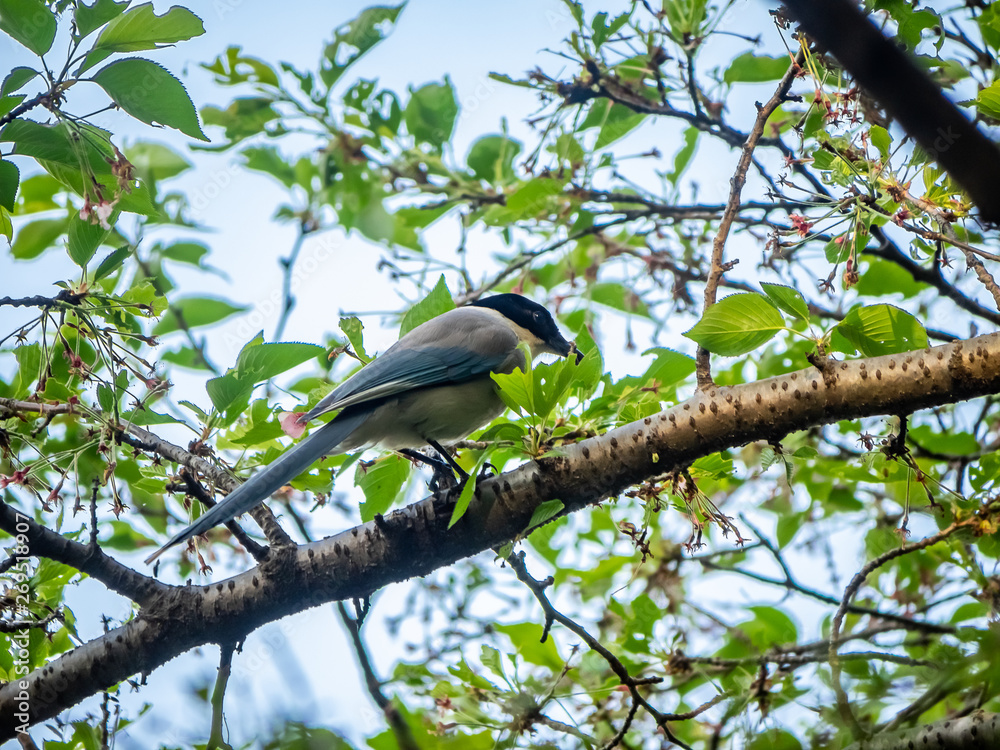 Japanese tit, palus minor, on a branch Japanese tit, palus minor, on a branch