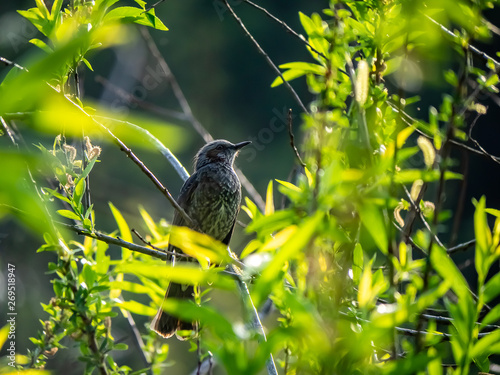 Brown-eared bulbul in foliage photo