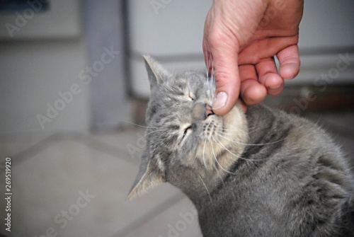Chat avec son maître