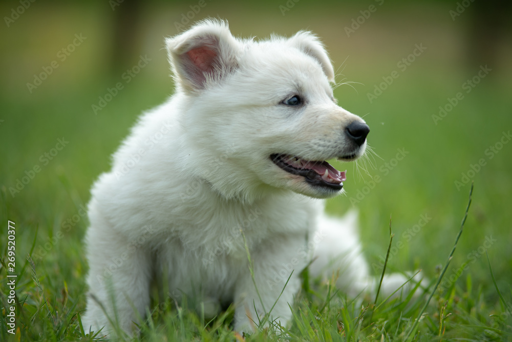 Weißer Schweizer Schäferhund - Berger Blanc Suisse