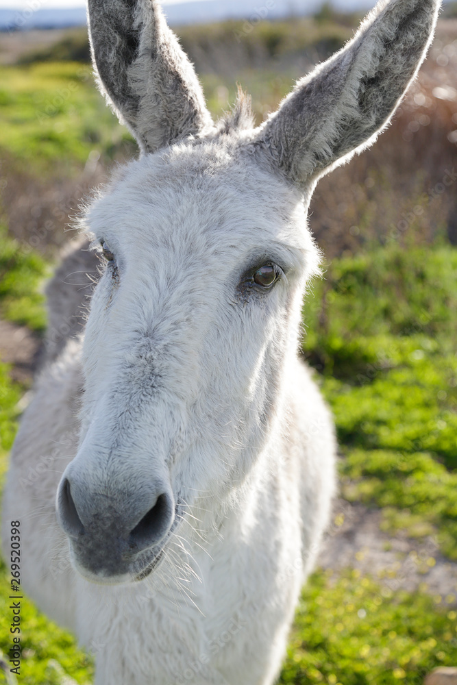 Close up portrait of a white donkey
