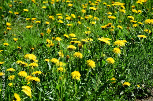 Löwenzahn - Löwenzahnwiese - Blumenwiese im Frühling