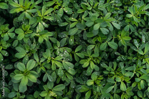 green plant texture
