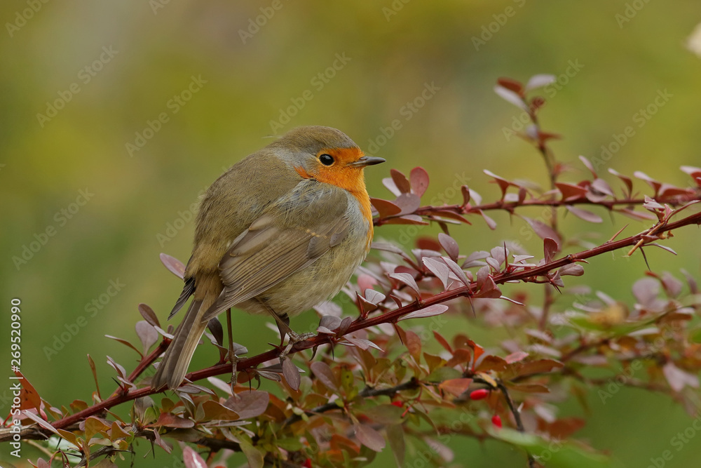 Fototapeta premium robin on a branch