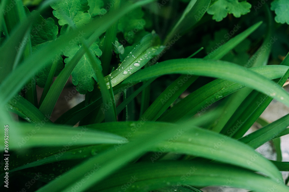 green plant texture, nature after rain, selective focus green plant texture, nature after rain, selective focus