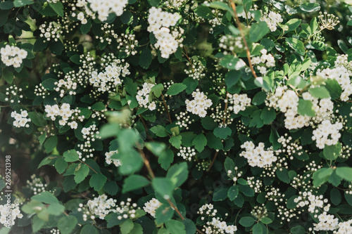 bush bride, little white flowers