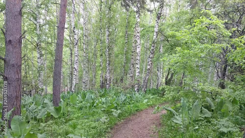 Birch forest trail. Walking upwards the forest path at mountains in summer Birch forest trail. Walking upwards the forest path at mountains in summer