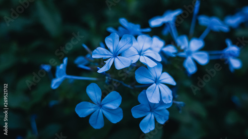 blue flower background © Thanh