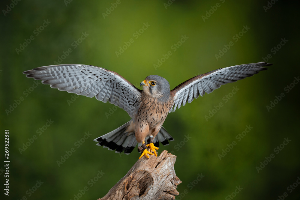 Fototapeta premium Stunning portrait of Kestrel Falco Tinnunculus in studio setting on mottled green nature background