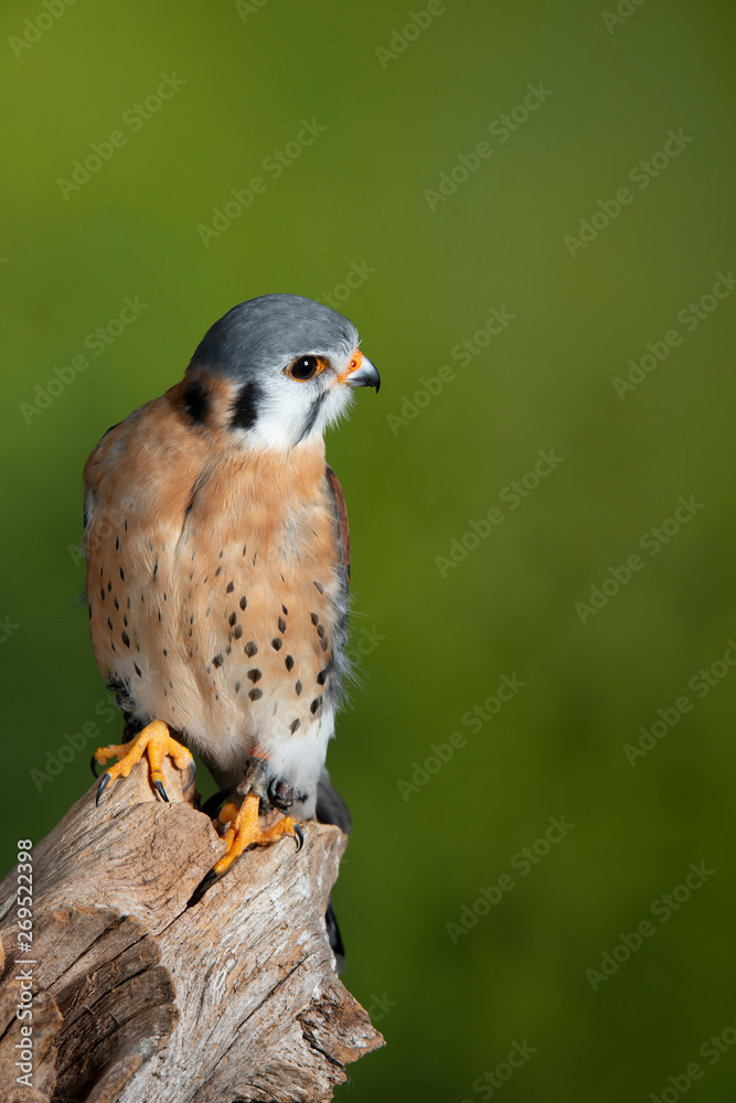 Stunning portrait of American Kestrel Falconidae in studio setting with mottled green nature background Stunning portrait of American Kestrel Falconidae in studio setting with mottled green nature background