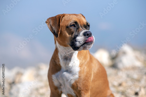 Portrait of boxer dog in nature background.