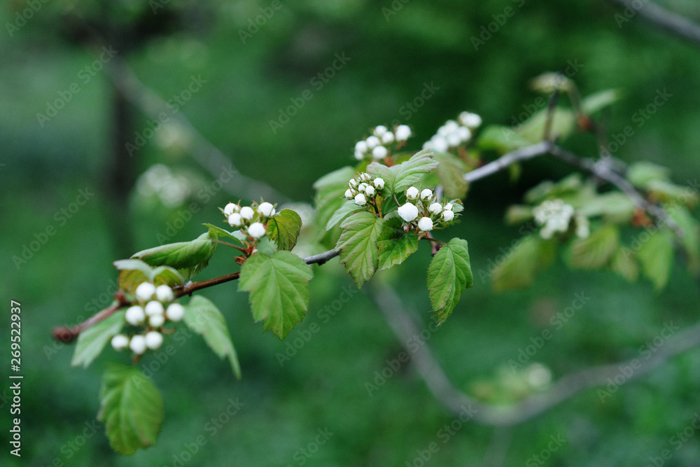 bush with white flowers, bird cherry bush with white flowers, bird cherry