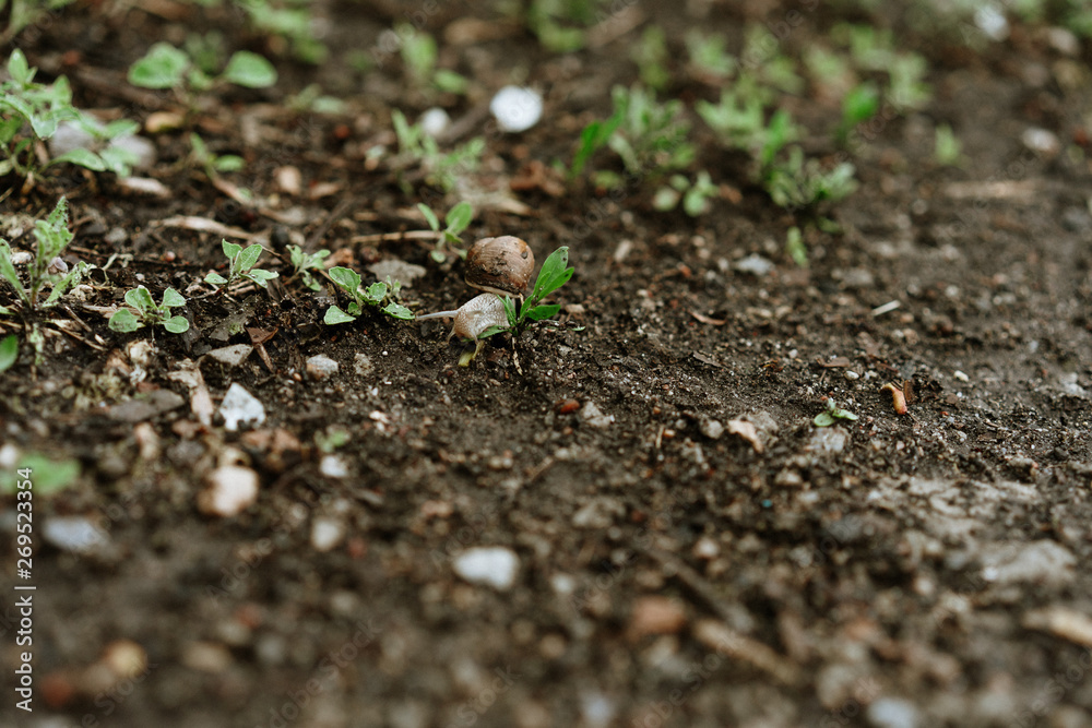 snail crawls after rain, selective focus snail crawls after rain, selective focus