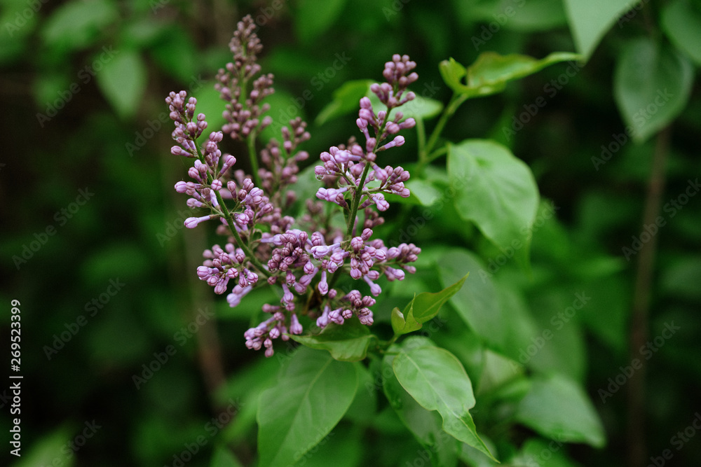 lilac bush, beautiful bloom, selective focus lilac bush, beautiful bloom, selective focus