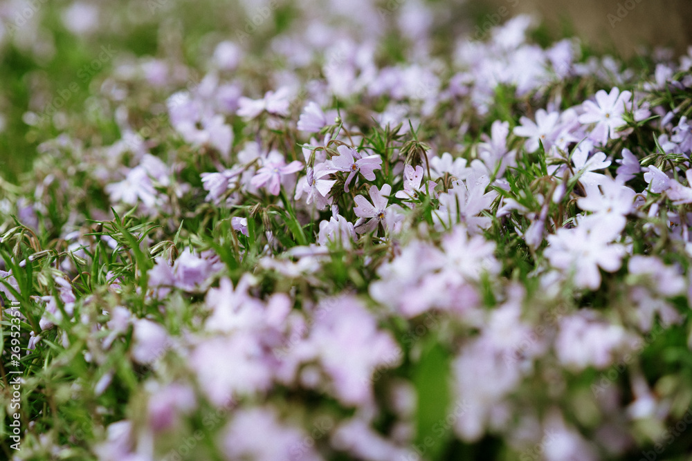 little purple flowers, selective focus little purple flowers, selective focus