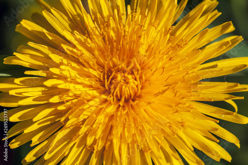 flower of yellow dandelion  close-up  macro