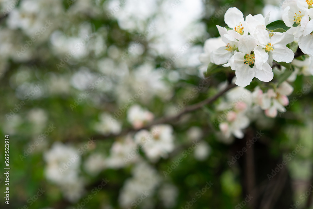 blossoms apple tree, first spring flowers, selective focus blossoms apple tree, first spring flowers, selective focus