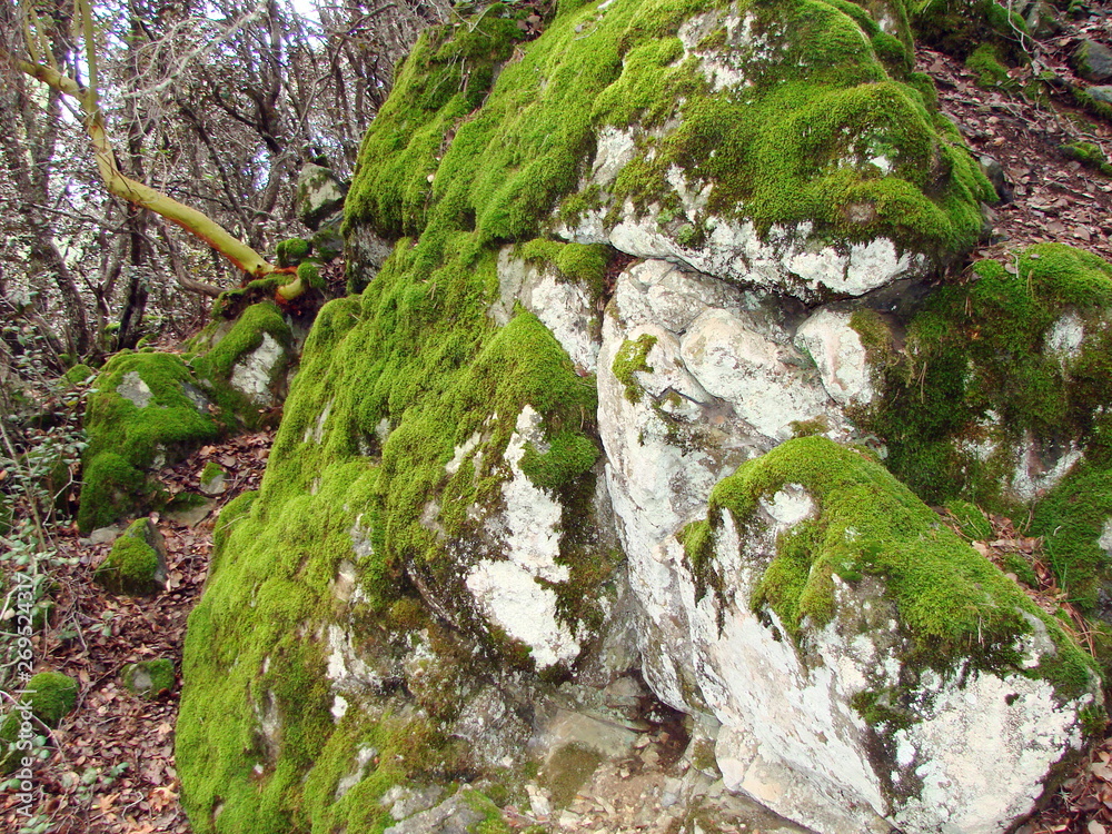 The interested view of the traveler on the large stones between the forest trees on the slopes of the mountain, covered with mild green moss. The interested view of the traveler on the large stones between the forest trees on the slopes of the mountain, covered with mild green moss.