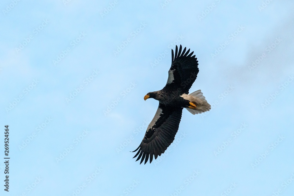 Steller's sea eagle in flight, eagle flying against blue sky with clouds in Hokkaido, Japan, silhouette of eagle at sunrise, majestic sea eagle, wallpaper, bird isolated silhouette, birding in Asia Steller's sea eagle in flight, eagle flying against blue sky with clouds in Hokkaido, Japan, silhouette of eagle at sunrise, majestic sea eagle, wallpaper, bird isolated silhouette, birding in Asia