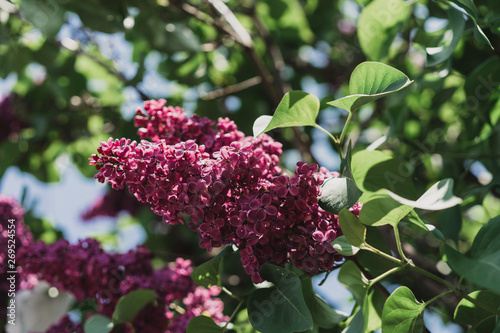 lilac bush, beautiful bloom, selective focus