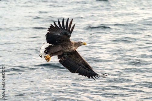 White-tailed eagle in flight, eagle with a fish which has been just plucked from the water in Hokkaido, Japan, eagle with a fish flies over a sea, majestic sea eagle, exotic birding in Asia,wallpaper