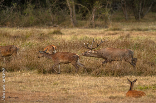 Red deer matting season