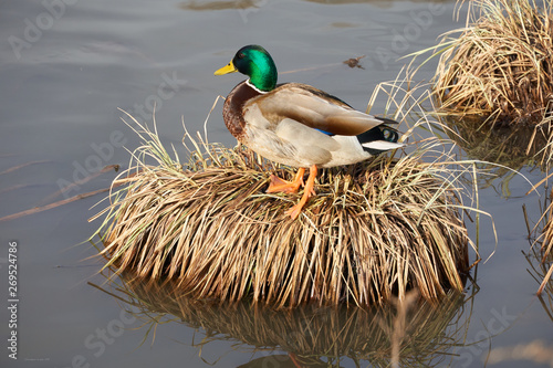 Obraz na plátně Duck stands on a hummock