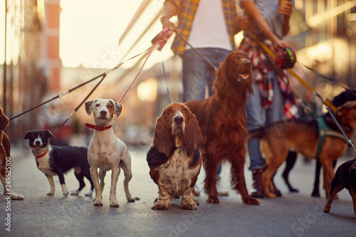 group of dogs with man and leash ready to go for a walk. photo
