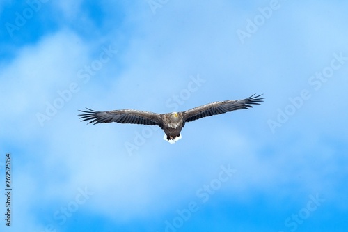 White-tailed eagle in flight, eagle flying against blue sky with clouds in Hokkaido, Japan, silhouette of eagle at sunrise, majestic sea eagle, wallpaper, bird isolated silhouette, birding in Asia