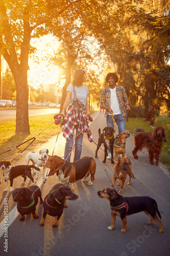 Photography Girl and man walker walking with a group dogs in the park.