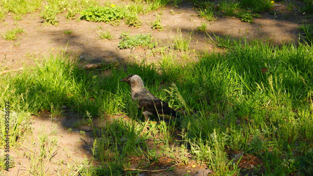 Bird in the grass Bird in the grass