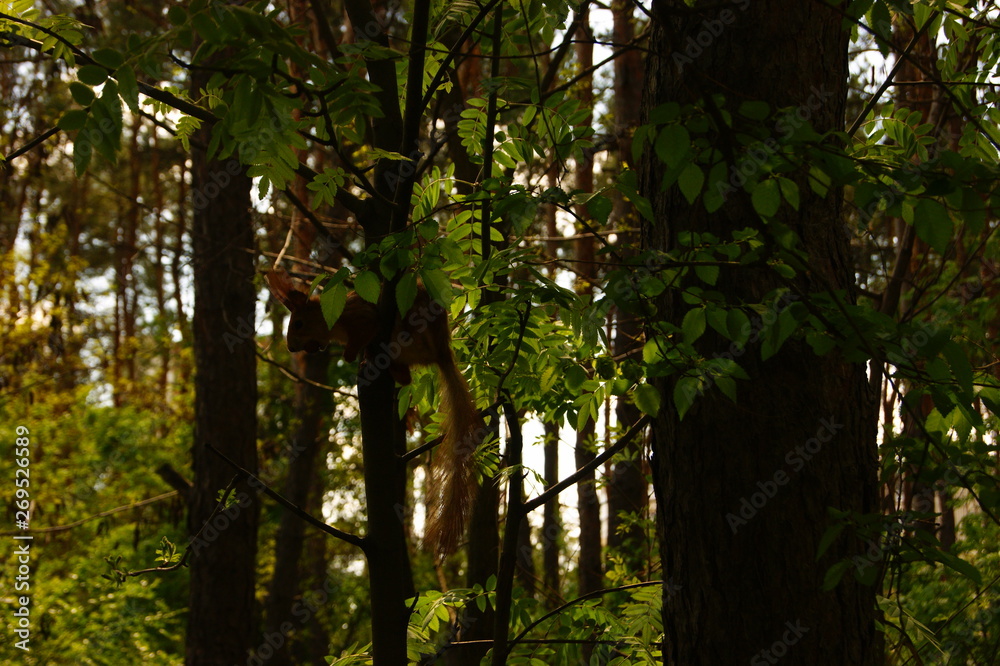 Fototapeta premium Hiding squirrel
