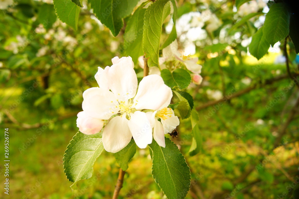 white flowers of an appletree white flowers of an appletree