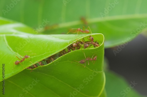 Close-up a group red ants making the nest on green leaf with green nature blurred background.