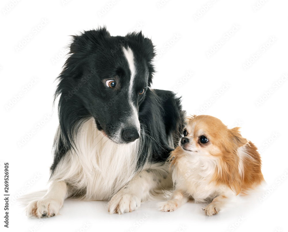  adult border collie and chihuahua