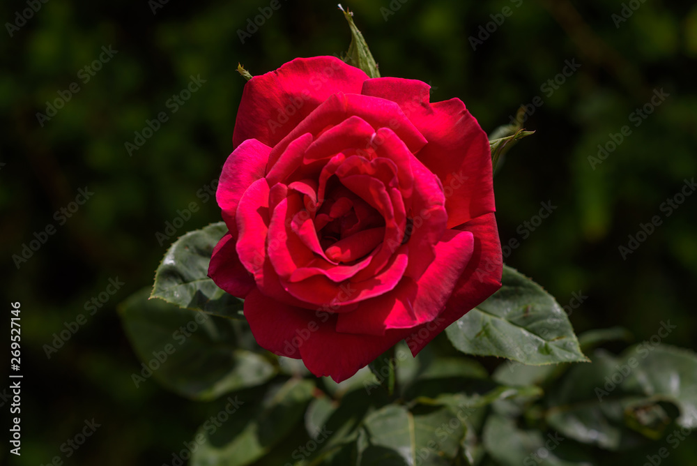 Close up of red rose in the sunlight. Close up of red rose in the sunlight.