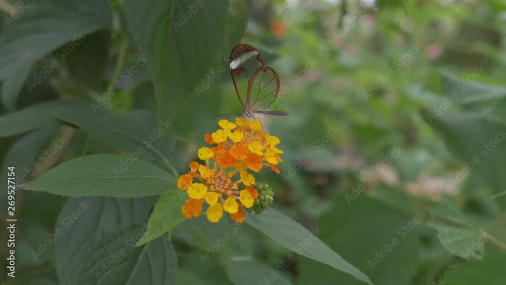 Greta Oto Glasswing butterfly inserts his feeding probe into a tropical flower to feed on it's nectar. Greta Oto Glasswing butterfly inserts his feeding probe into a tropical flower to feed on it's nectar.