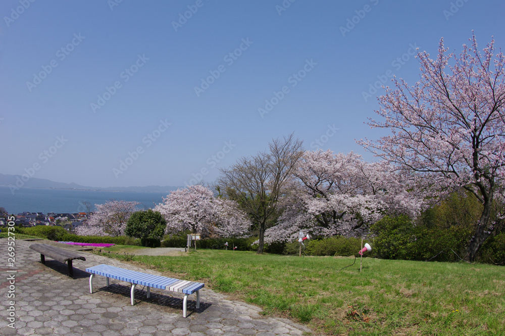 荒島古墳公 桜 ベンチ 中海 荒島古墳公 桜 ベンチ 中海